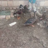 جفت اردک سوزگردن