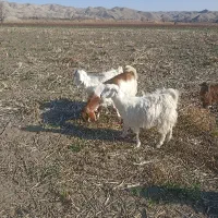 بزغاله گله گرد دورگ سانن