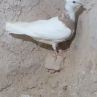 طوقی|پرنده|شیروان (خراسان), |دیوار