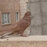 کبوتر