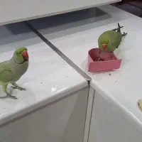طوطی ملنگو رام و سخنگو