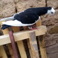 کبوتر مغلف بدرنگ قارا خال