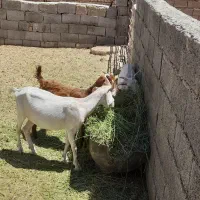دو عدد بزغاله ماده ۹ ماهه سانن یک بزغاله پاکستانی