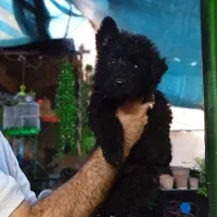 سگ ژرمن شپهرد شولاین