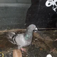 سه تا دونه دویست