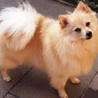 واگذاری رایگان سگ نر دوساله