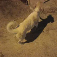 سگ بوجی نژاد شیتزو