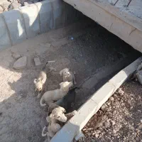 واگذاری توله سگ