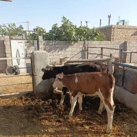 فروش دو راس گوساله ماده