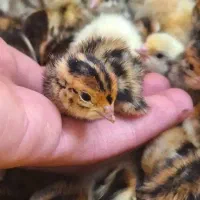 جوجه بلدرچین