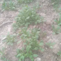لوبیا چیتی تلاش