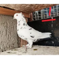 تعداد ۱۰ عدد کفتر خوب