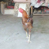 خروس لاری اصیل داش