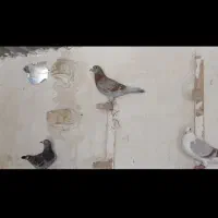 10تا پلاکی