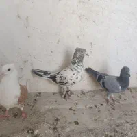 هفت‌رنگ کاکلی