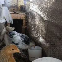 جوجه|حیوانات مزرعه|مشهد, مشهدقلی|دیوار