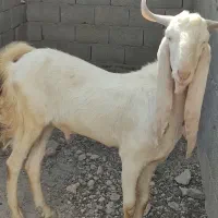 نر گلابی