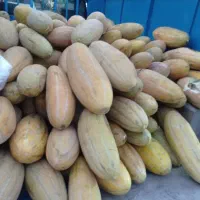 خربزه مشهدی