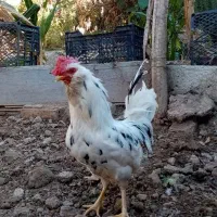 مرغ تخمگذار و خروس گلین و محلی