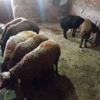 ۶راس کاور نره داشتی