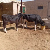 گاو گوساله نر.تلیسه.