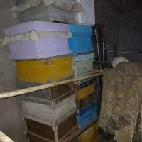 کندو زنبور عسل