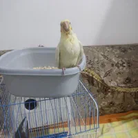 پرنده