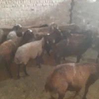 میش قصر و ابستن