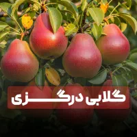 نهال گلابی درشت صادراتی شناسنامه دار