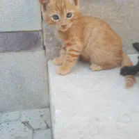 واگذاری رایگان