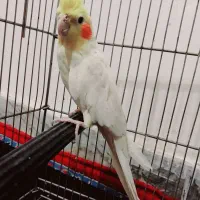 عروس هلندی جفت مولد