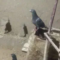 کبوتر