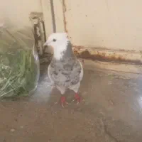 کبوتر
