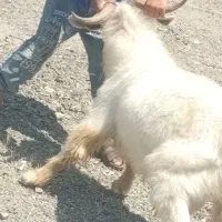 نریگ بز نر