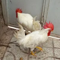 خروس