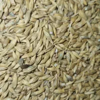 جو چاق|کالسکه و لوازم جانبی|اراک, |دیوار