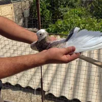 کفتر کبوتر چند عدد