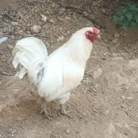 خروس رسمی