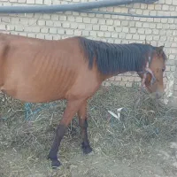 اسب|اسب و تجهیزات اسب‌سواری|بروجرد, |دیوار
