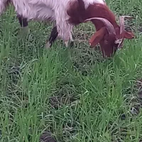 بزماده|حیوانات مزرعه|خان ببین, |دیوار