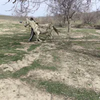 اسب و کره نریان