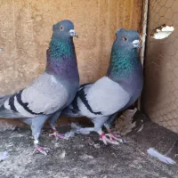 کبوتر کفتر دو جفت سبز