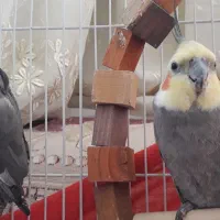 عروس هلندی
