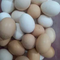 تخم مرغ تازه نطفه دار