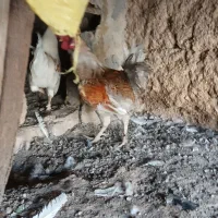 خروس چهل تاج ۱ونیم ساله