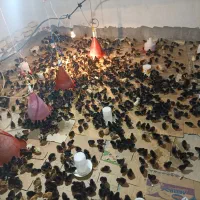 مرغ و خروس