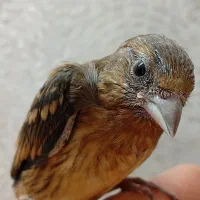 جوجه سهره قناری نرمه خور سرخ آتیشی