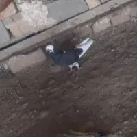 کفتر