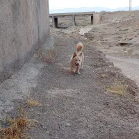سگ پاکوتاه