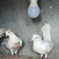 پرنده